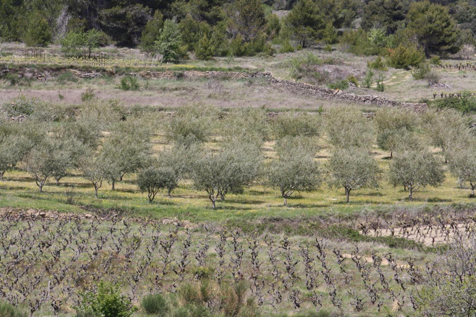 Domaine D'Azeou ξενώνας Laure-Minervois Εξωτερικό φωτογραφία